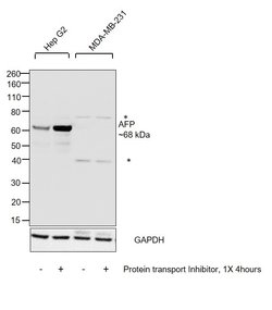 Invitrogen AFP Polyclonal Antibody 1 mL; Unconjugated:Antibodies, Polyclonal