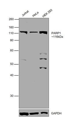 Invitrogen PARP1 Polyclonal Antibody:Antibodies:Primary Antibodies