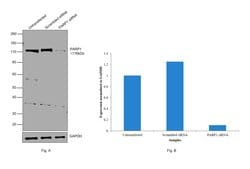 Invitrogen PARP1 Polyclonal Antibody:Antibodies:Primary Antibodies