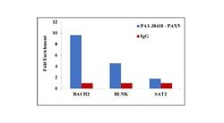 Invitrogen PAX5 Polyclonal Antibody 1 mL; Unconjugated:Antibodies, Polyclonal
