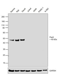 Invitrogen PAX5 Polyclonal Antibody 1 mL; Unconjugated:Antibodies, Polyclonal