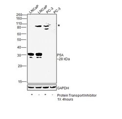 PSA Polyclonal Antibody, Invitrogen 1 mL; Unconjugated:Antibodies, Polyclonal