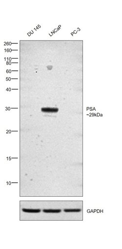 PSA Polyclonal Antibody, Invitrogen 1 mL; Unconjugated:Antibodies, Polyclonal