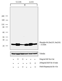 Phospho-S6 (Ser240, Ser244) Polyclonal Antibody, Invitrogen 1 mL | Buy Online | Thermo Scientific | Fisher Scientific
