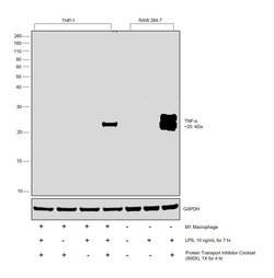 TNF alpha Polyclonal Antibody:Antibodies, Polyclonal