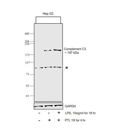 Invitrogen Complement C3 Polyclonal Antibody 100 &mu;g; Unconjugated:Antibodies,
