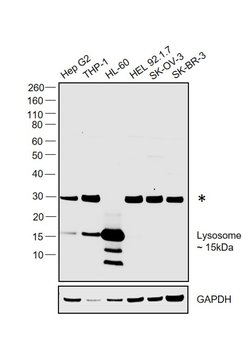 Invitrogen Lysozyme Polyclonal Antibody 100 &mu;g; Unconjugated:Antibodies,