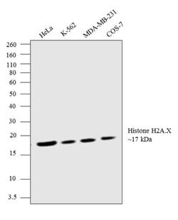 Invitrogen Histone H2A.X Polyclonal Antibody 100 &mu;g; Unconjugated:Antibodies,