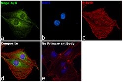 Invitrogen Nogo-A/B Polyclonal Antibody 200 &mu;L; Unconjugated:Antibodies,