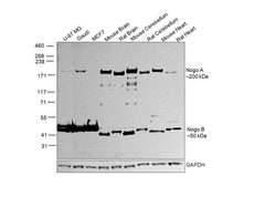 Invitrogen Nogo-A/B Polyclonal Antibody 200 &mu;L; Unconjugated:Antibodies,