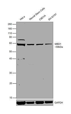 MBD1 Polyclonal Antibody:Antibodies, Polyclonal