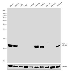 Invitrogen PGP9.5 Polyclonal Antibody 100 &mu;g | Buy Online | Invitrogen&trade; | Fisher Scientific