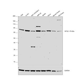 Invitrogen MTA2 Polyclonal Antibody 100 &mu;g; Unconjugated:Antibodies,