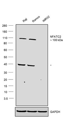 Invitrogen NFATC2 Polyclonal Antibody 100 &mu;g; Unconjugated:Antibodies,