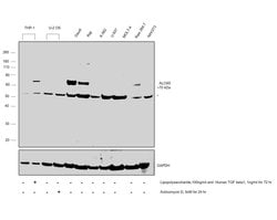 Invitrogen ALOX5 Polyclonal Antibody 100 &mu;L; Unconjugated:Antibodies,