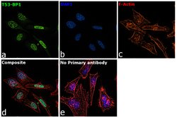 Invitrogen 53BP1 Polyclonal Antibody 100 &mu;L; Unconjugated:Antibodies,