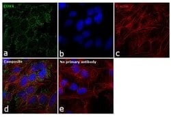 Invitrogen COX4 Polyclonal Antibody 100 &mu;L; Unconjugated:Antibodies,