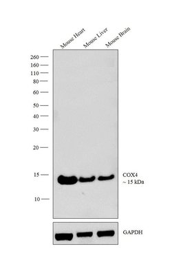 Invitrogen COX4 Polyclonal Antibody 100 &mu;L; Unconjugated:Antibodies,