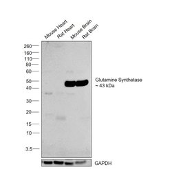 Invitrogen Glutamine Synthetase Polyclonal Antibody 100 &mu;L; Unconjugated:Antibodies,
