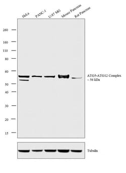 Invitrogen ATG5 Polyclonal Antibody 100 &mu;L; Unconjugated:Antibodies,