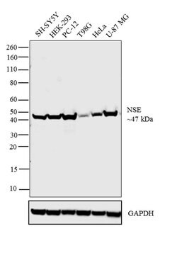 Invitrogen NSE Polyclonal Antibody 100 &mu;L; Unconjugated:Antibodies,