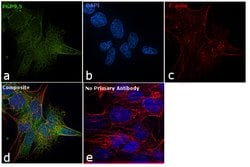 Invitrogen PGP9.5 Polyclonal Antibody 100 &mu;L; Unconjugated:Antibodies,