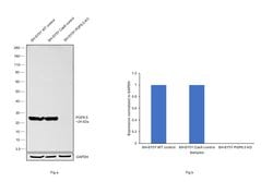 Invitrogen PGP9.5 Polyclonal Antibody 100 &mu;L; Unconjugated:Antibodies,