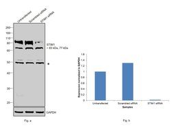 Invitrogen STIM1 Polyclonal Antibody 100 &mu;L; Unconjugated:Antibodies,