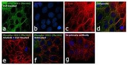Invitrogen Phospho-MEK1 (Thr386) Polyclonal Antibody 100 &mu;L; Unconjugated:Antibodies,