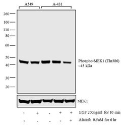 Invitrogen Phospho-MEK1 (Thr386) Polyclonal Antibody 100 &mu;L; Unconjugated:Antibodies,