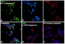 Invitrogen Amyloid Precursor Protein Polyclonal Antibody 100 &mu;L; Unconjugated:Antibodies,