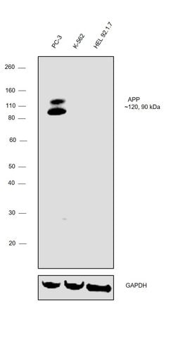 Invitrogen Amyloid Precursor Protein Polyclonal Antibody 100 &mu;L; Unconjugated:Antibodies,