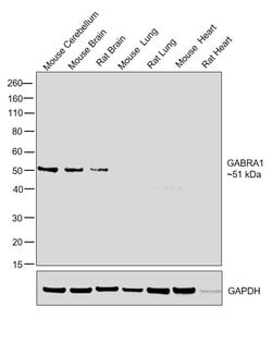 Invitrogen GABRA1 Polyclonal Antibody 100 &mu;L; Unconjugated:Antibodies,
