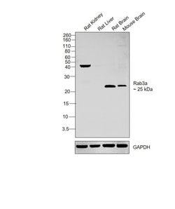 Invitrogen RAB3a Polyclonal Antibody 100 &mu;L; Unconjugated:Antibodies,