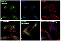 Invitrogen&trade;&nbsp;Glucocorticoid Receptor Polyclonal Antibody