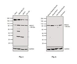 Invitrogen Glucocorticoid Receptor Polyclonal Antibody 50 &mu;g | Buy Online | Invitrogen&trade; | Fisher Scientific
