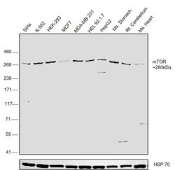 Invitrogen mTOR Polyclonal Antibody 100 &mu;g; Unconjugated:Antibodies,