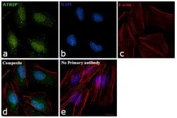 Invitrogen ATRIP Polyclonal Antibody 100 &mu;g; Unconjugated:Antibodies,