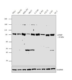Invitrogen ATRIP Polyclonal Antibody 100 &mu;g; Unconjugated:Antibodies,