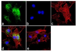 Invitrogen CRY1 Polyclonal Antibody 100 &mu;g; Unconjugated:Antibodies,