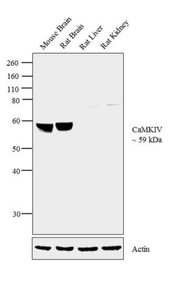 Invitrogen CaMKIV Polyclonal Antibody 100 &mu;g; Unconjugated:Antibodies,