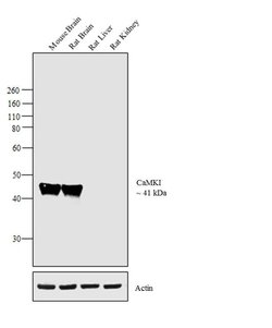 Invitrogen CaMKI Polyclonal Antibody 100 &mu;g; Unconjugated:Antibodies,