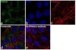 Invitrogen PMP70 Polyclonal Antibody 100 &mu;g; Unconjugated:Antibodies,