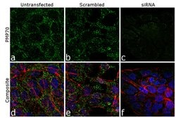 Invitrogen PMP70 Polyclonal Antibody 100 &mu;g; Unconjugated:Antibodies,