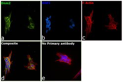 Invitrogen Dynamin 2 Polyclonal Antibody 100 &mu;L; Unconjugated:Antibodies,