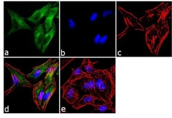 Invitrogen Dynamin 2 Polyclonal Antibody 100 &mu;L; Unconjugated:Antibodies,