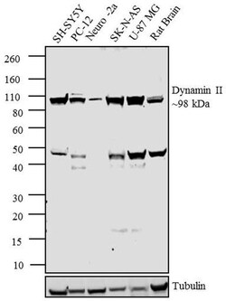Invitrogen Dynamin 2 Polyclonal Antibody 100 &mu;L; Unconjugated:Antibodies,