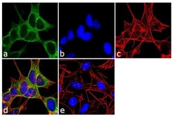 Invitrogen Dynamin 3 Polyclonal Antibody 100 &mu;L; Unconjugated:Antibodies,