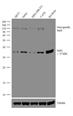 Invitrogen Gnb1 Polyclonal Antibody 100 &mu;g; Unconjugated:Antibodies,