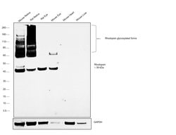 Invitrogen Rhodopsin Polyclonal Antibody 100 &mu;g; Unconjugated:Antibodies,